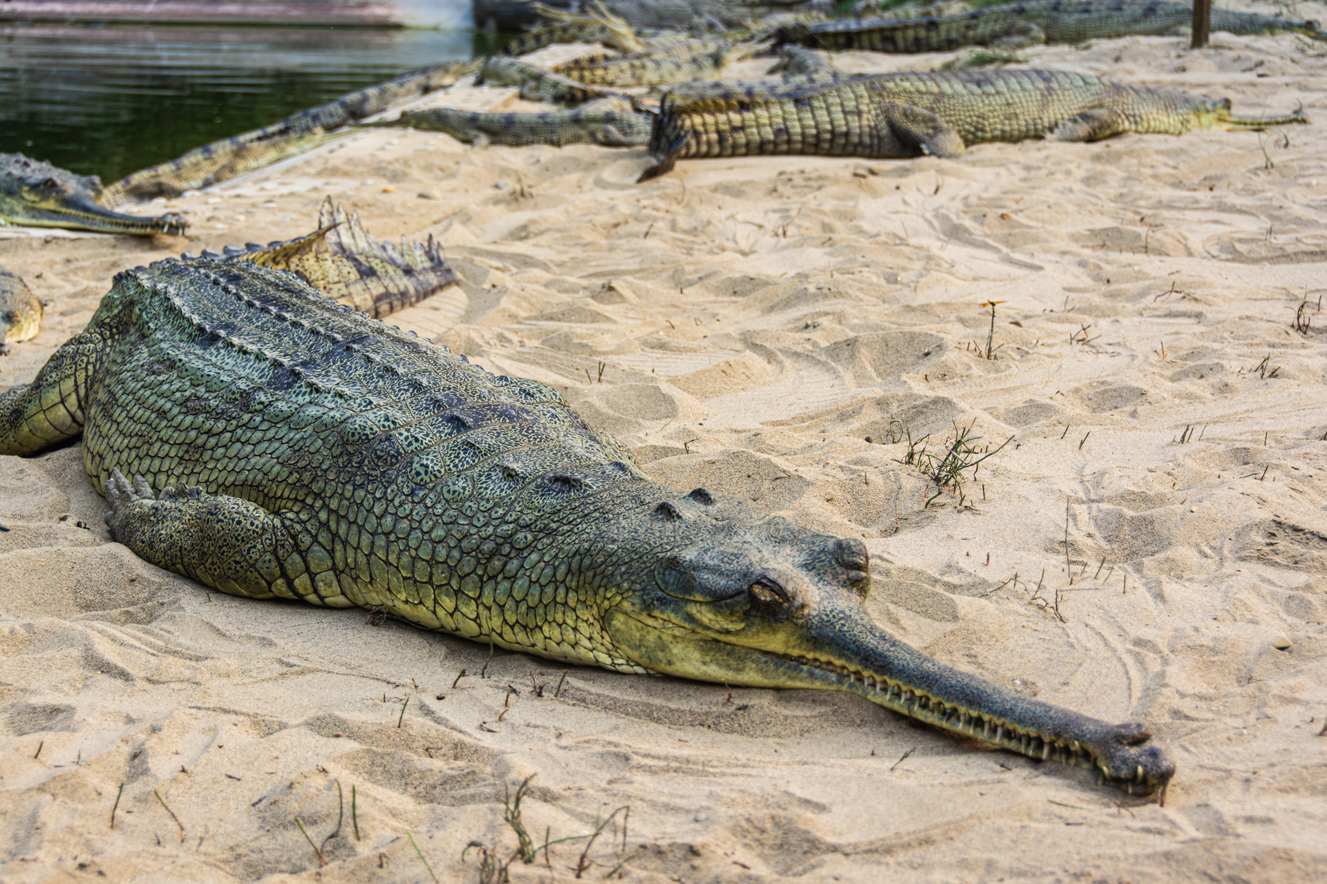 Chitwan Crocodile Breeding Project